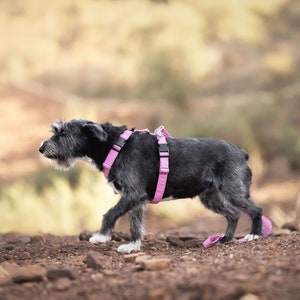 Lola Dog Collar Etsy