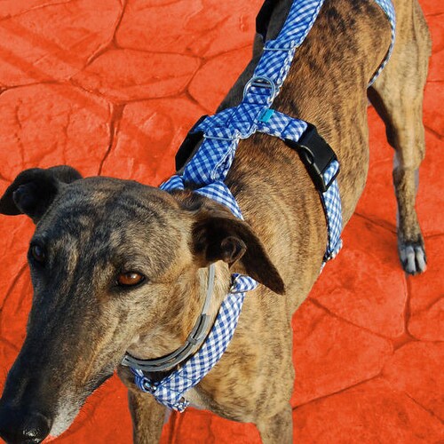 best car restraint for greyhound