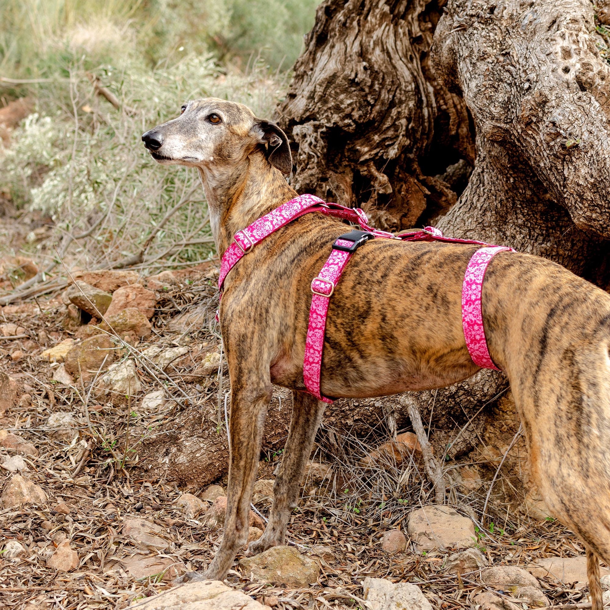 Arnés para perro antiescape Negro - Galguau