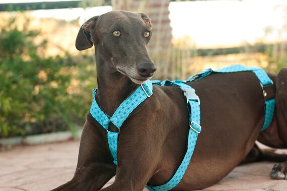 greyhound dog harness