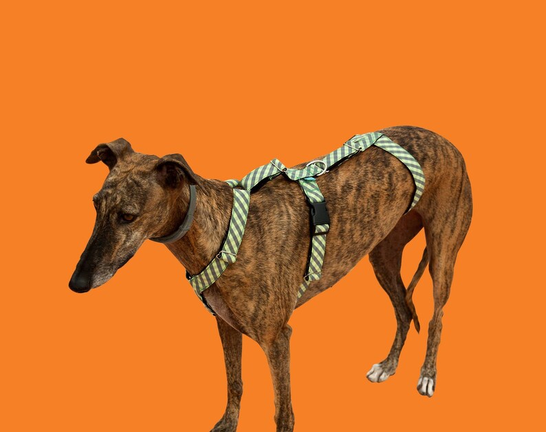 Greyhound Harness/ Dog Harness/ Safety Harness/ Anti Escape Etsy
