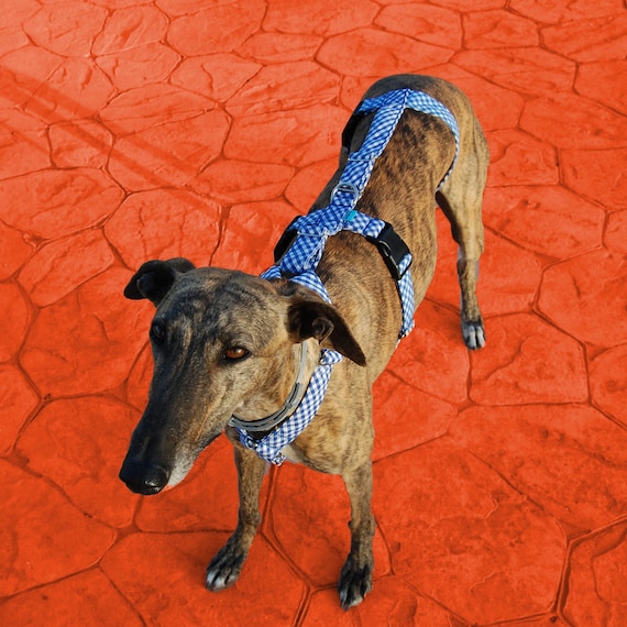 greyhound dog harness