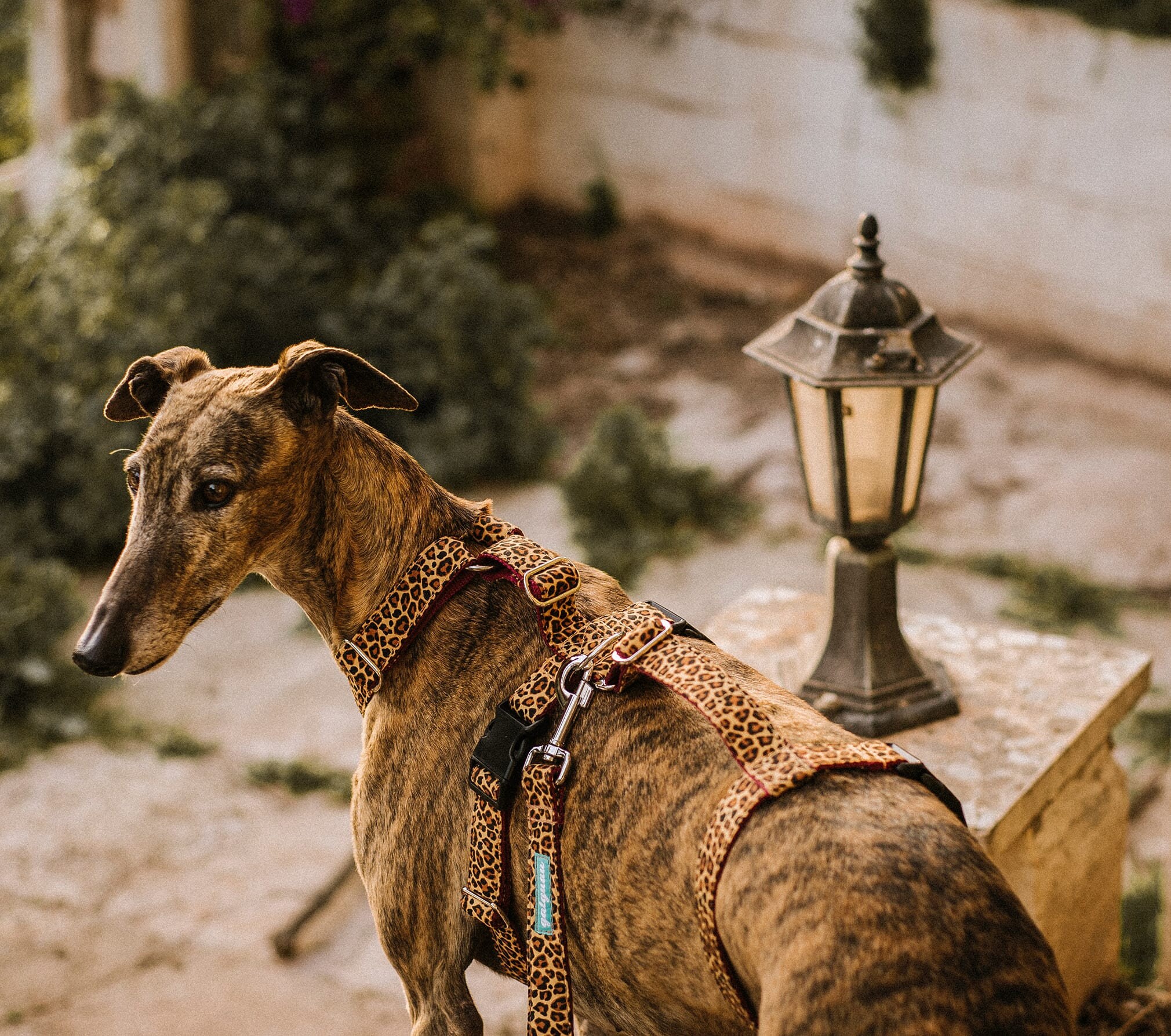 Arnés para perro antiescape Negro - Galguau