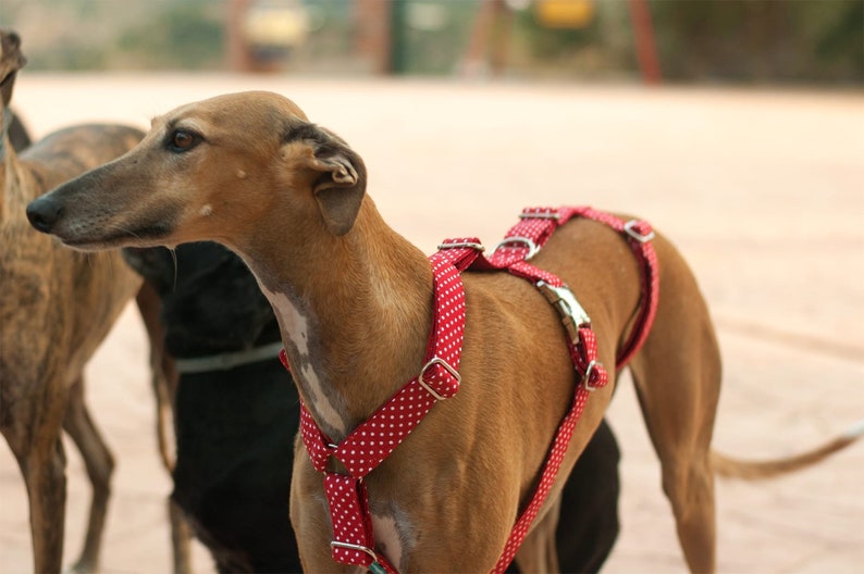 Greyhound harness/ dog harness/ whippet/ safety harness/ polka Etsy