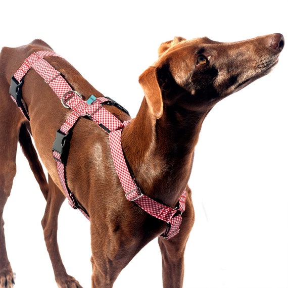 Hundegeschirr Vichy für Greyhound, Whippet, Piccolo, Windhund