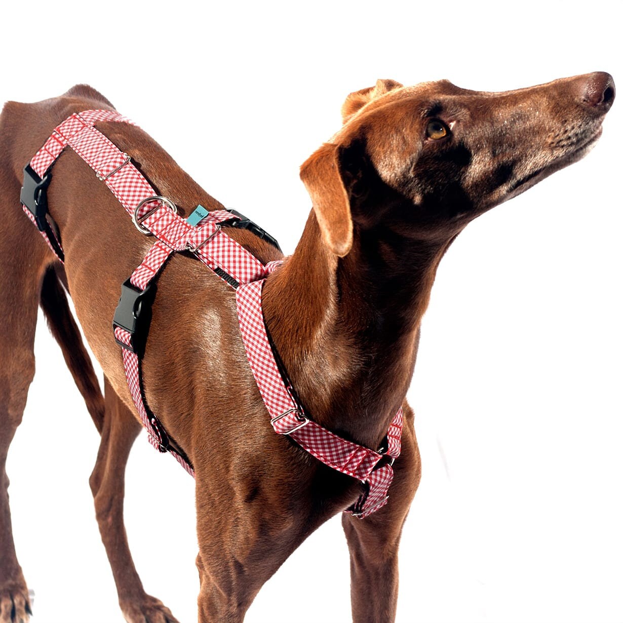 Inescapable top dog harness