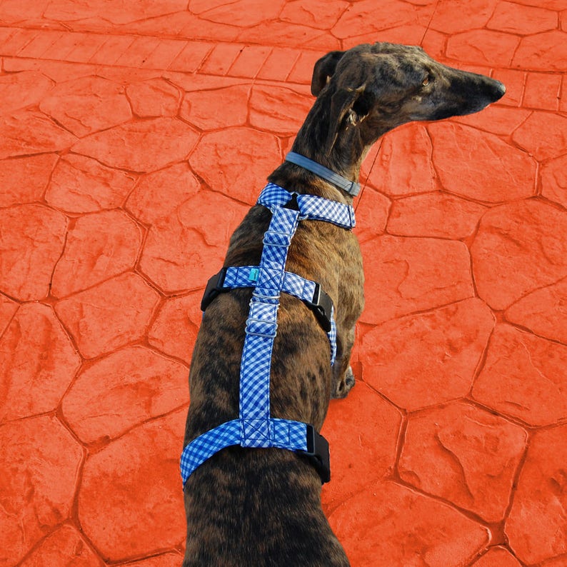 Greyhound harness/ dog harness/ galgos harnesses/ safety Etsy