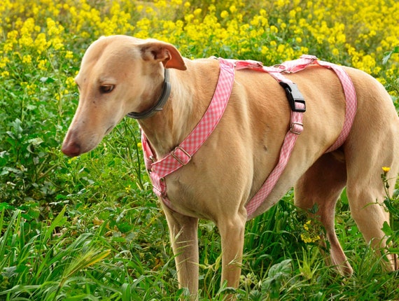 Car harness for greyhound Clearance