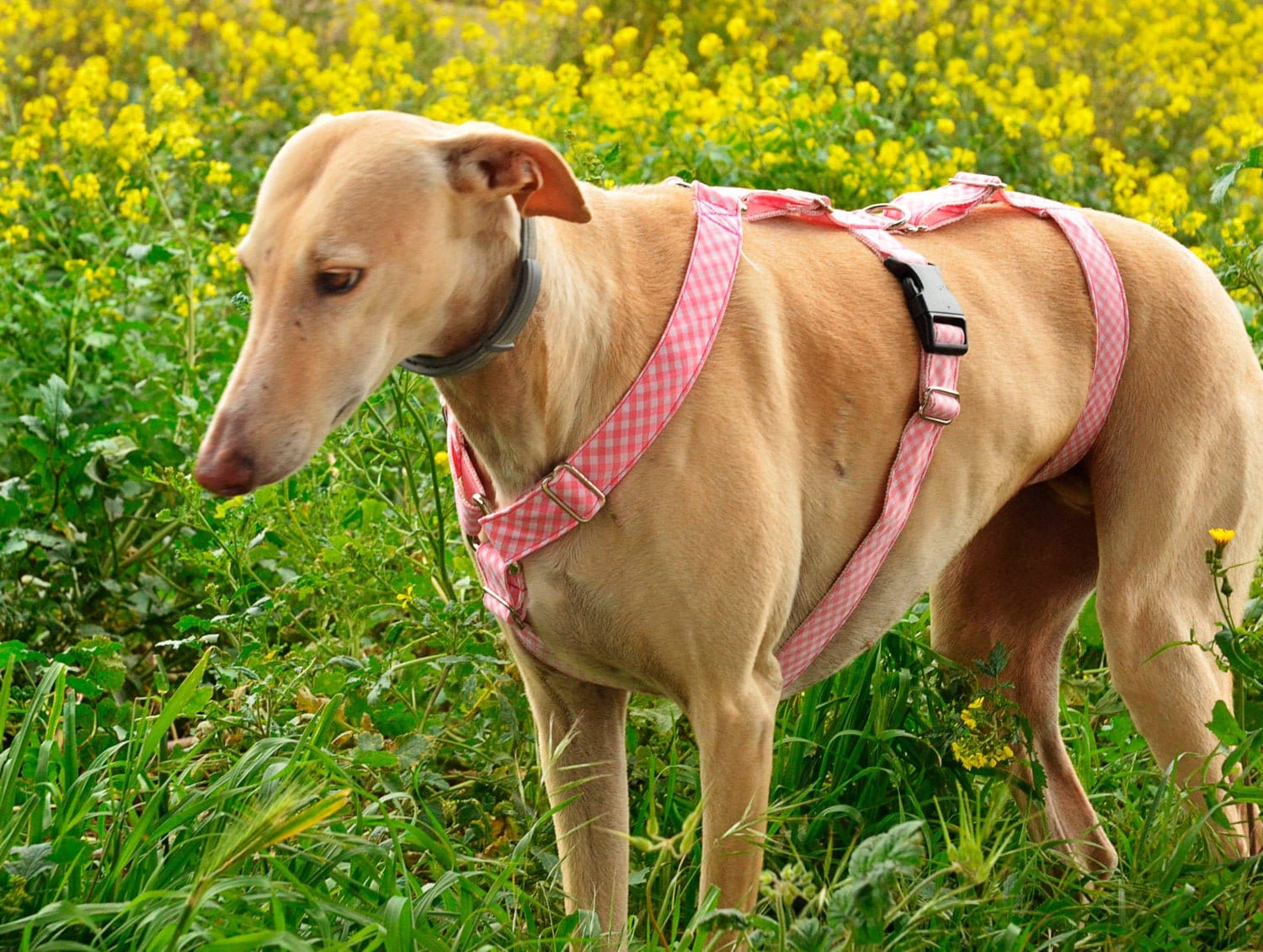 Greyhound harness/ dog harness/ galgos harnesses/ safety Etsy