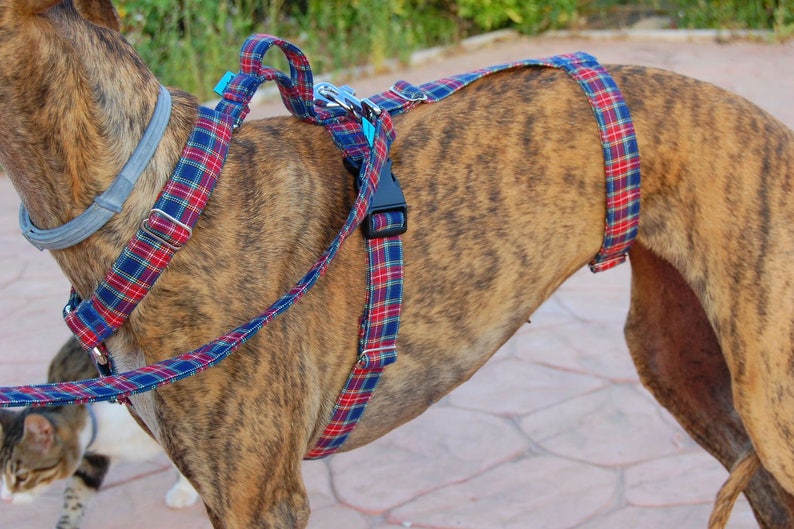 Greyhound harness/ dog harness/ galgos harnesses/ safety Etsy