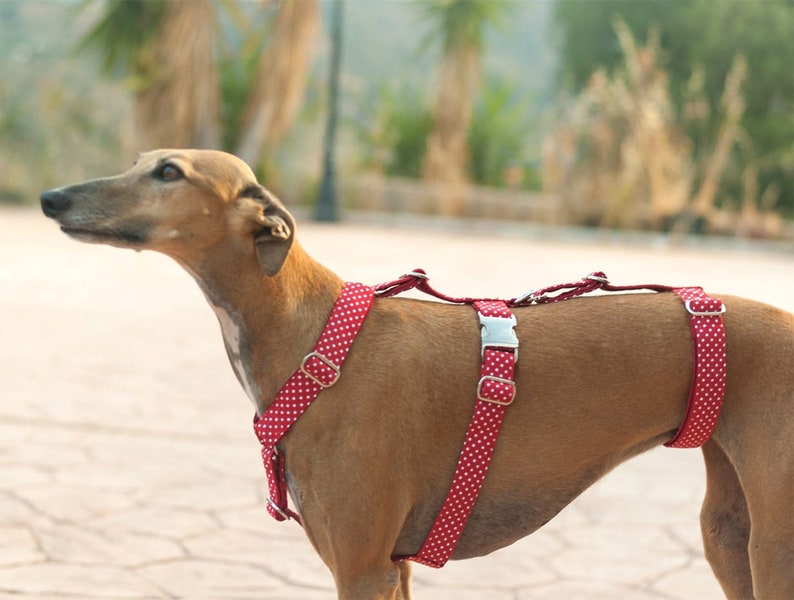 Greyhound harness/ dog harness/ whippet/ safety harness/ polka Etsy
