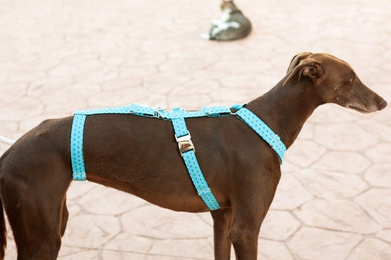 security dog harness