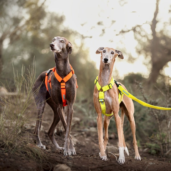 Dog harness All Neon like for Greyhound, Whippet, Piccolo, all breeds! Antiescape system. This product is Tailormade especially for you.