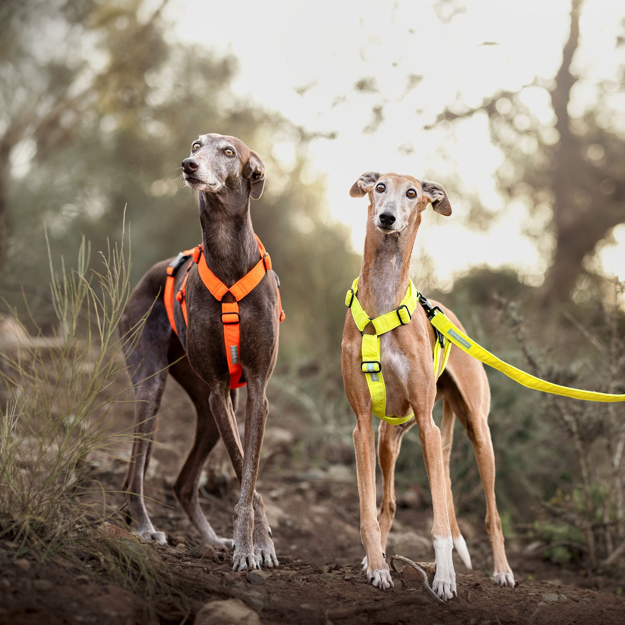 Dog harness for greyhounds sales