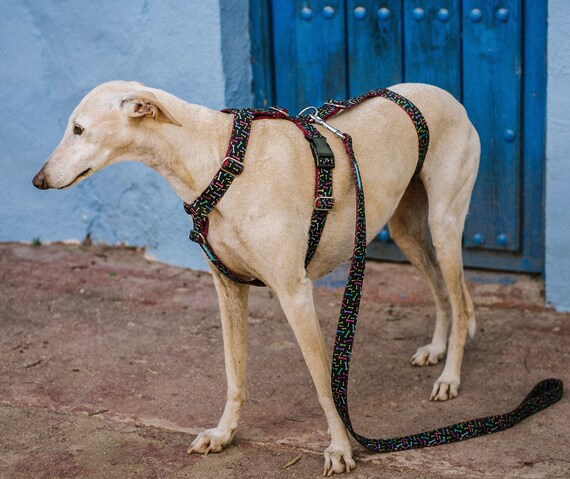 Dog Harness Bones for Greyhound Whippet Piccolo Hound All Breeds Antiescape System. This Product is Tailormade Especially for You. Etsy