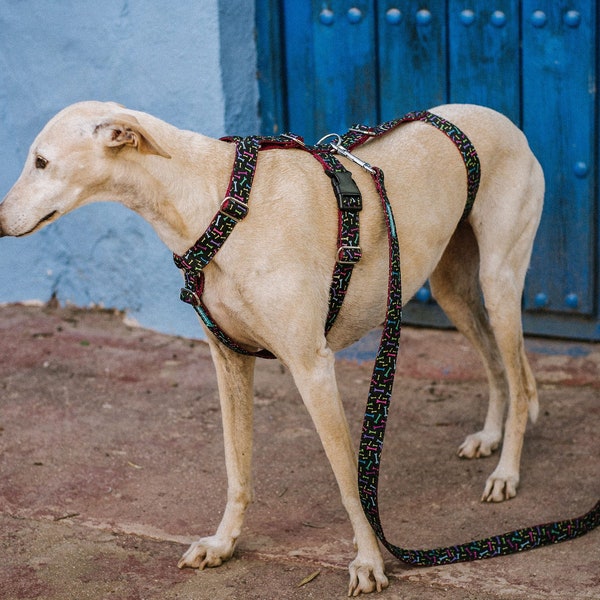 Dog harness Bones for Greyhound, Whippet, Piccolo, hound, all breeds! Antiescape system. This product is Tailormade especially for you.