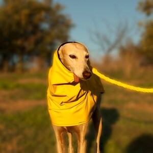 Dog raincoat Galguau: tailor and handmade for Greyhounds, Italian Greyhounds, Whippet, Saluki... All breeds! Various colors.