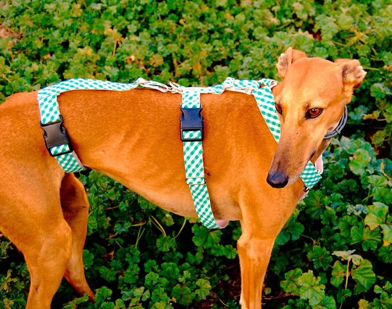 Greyhound harness/ dog harness/ galgos harnesses/ safety Etsy