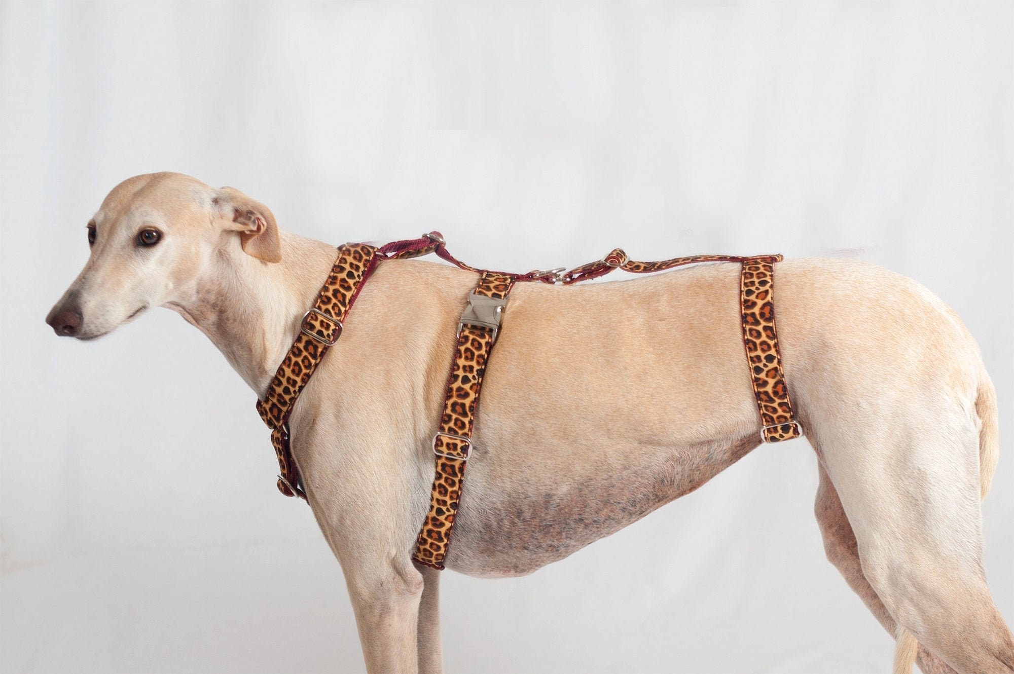 whippet harness