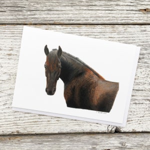 canadian horse greeting card