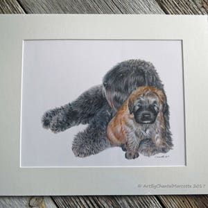 Bouvier des Flandres giclee print