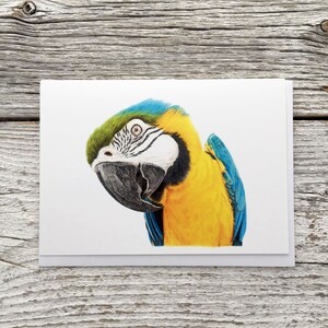Macaw greeting card