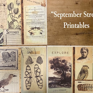 May include: A set of printable images with a vintage aesthetic. The images feature a variety of nature-inspired designs, including birds, butterflies, trees, and a squirrel. The text "September Stroll" and "Explore" are also included in the images.