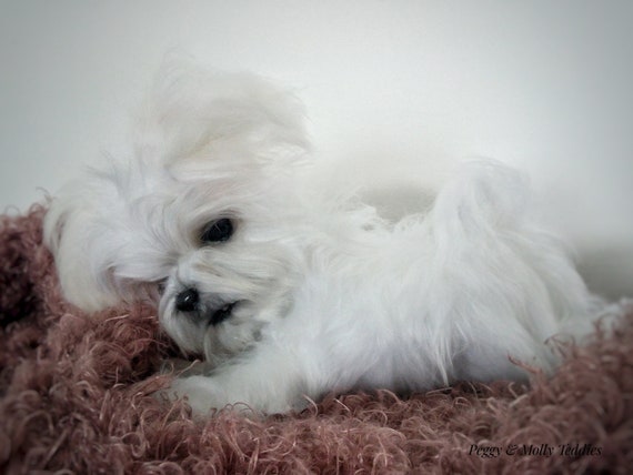 teddy maltese