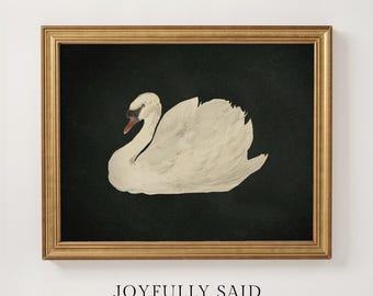 Swan Study | Framed Canvas Art