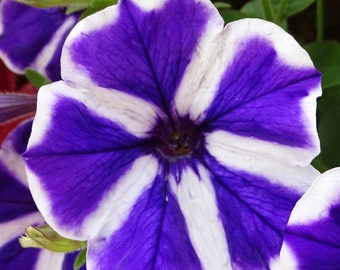 Blue Petunia