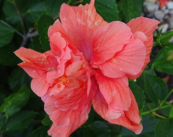 Double Hibiscus