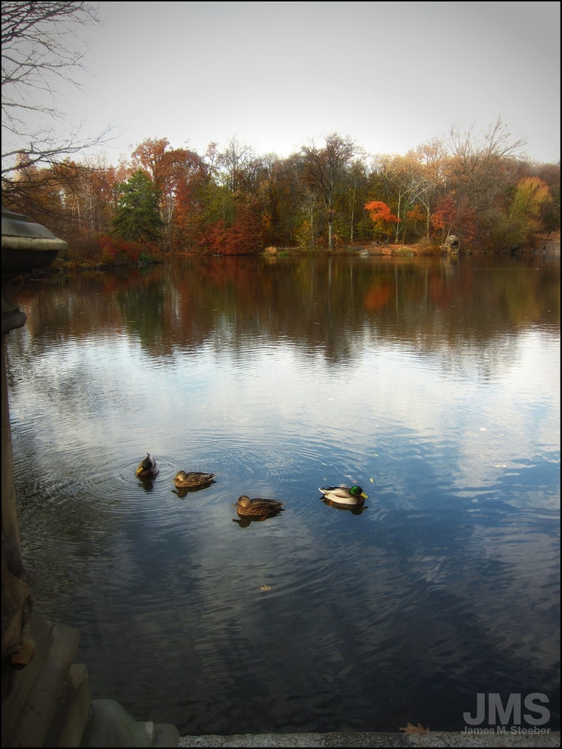 Ducks in Central Park image 1