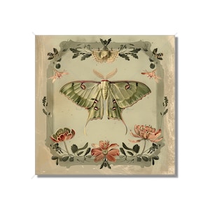 May include: A vintage illustration of a green and white moth with delicate wings, surrounded by pink and green flowers in a decorative frame.