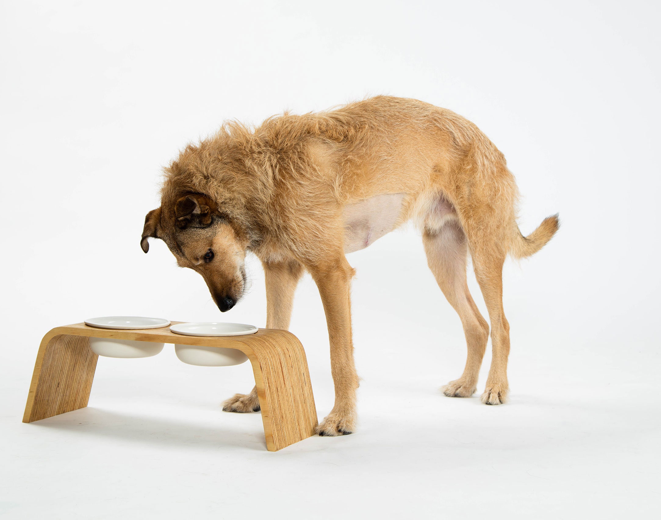 Floppy Dawg Elevated Wooden Dog Bowl Stand with 2 Ceramic Bowls