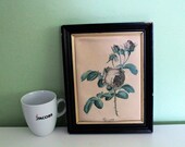 Vintage Pink Rose Art Print, Flower Print, Wall Decor, French Decor, Print on Silk, Garden Print, Rosa centifolia Rosier à cent feuilles