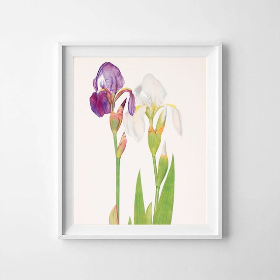 Iris Flower Wall Art Iris Print Iris Flower Watercolor Iris | Etsy