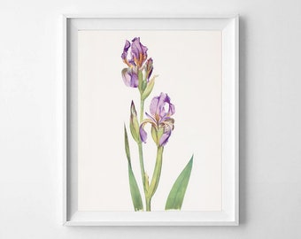 Iris Flower Art | Etsy