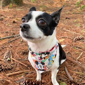 May include: A small black and white dog wearing a colorful Mickey Mouse bandana. The dog is sitting outdoors among pine needles and pine cones, looking up with a curious expression. The bandana features various Mickey Mouse designs.
