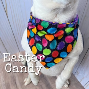 May include: A white dog wearing a black bandana with a colorful Easter egg pattern. The bandana has a purple border and the text "Easter Candy" is written below the dog.