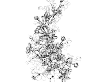 Lilacs Botanical Freehand Ink Drawing Limited Edition Print, Signed, Numbered