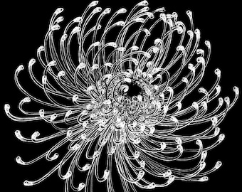 Pincushion Protea Flower Botanical Freehand Ink Drawing Limited Edition Print, Signed, Numbered