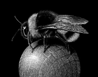 Playful Bumble Bee - Freehand Ink Drawing, Signed, Numbered, Limited Edition Giclee Print on Fine Art paper