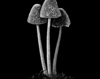 Mushroom Trio - Freehand Ink Drawing, Signed, Numbered, Limited Edition Giclee Print on Fine Art paper