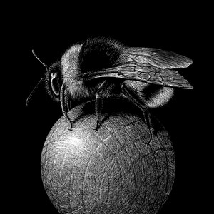 May include: A detailed black and white illustration of a bee perched on a textured sphere. The bee's body is covered in fine hairs, and its wings are intricately detailed. The background is solid black, emphasizing the bee and sphere.