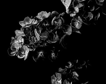Hydrangea Dark Floral Freehand Ink Drawing Limited Edition Print, Signed, Numbered