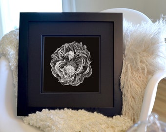 Peony in full bloom - Freehand Ink Drawing, Signed, Numbered, Limited Edition Giclee Print on Fine Art paper