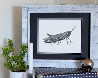 Grasshopper Freehand Ink Drawing Limited Edition Print, Signed, Numbered 10" x 8"
