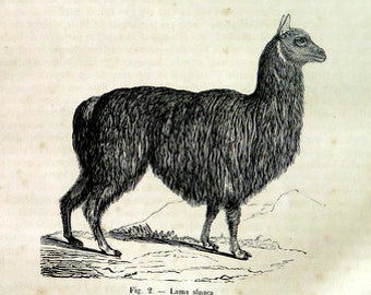 Antique LLAMA ALPACA and antelope engraving, 1860 vintage print zoology natural history, mammals plate illustration, wall home decor.