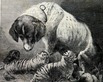 1877 kuriose zärtliche Szene der Hundefütterung Tiger Druck, antike original Tiger Gravur, lustige Tiere Teller, Kuriosität viktorianisch Haustier Gravur