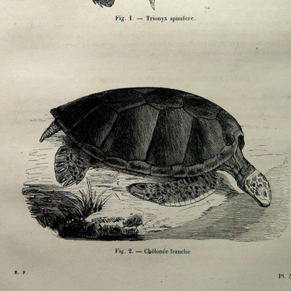 1860 original antique Tortoises engraving,  vintage turtle print, reptiles illustration, turtle carapace sheel plate for frame.